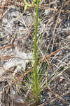 Shortleaf blazing star